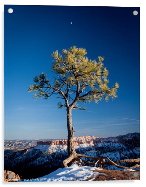 Pine Tree and the Moon, Bryce Canyon Acrylic by Peter O'Reilly