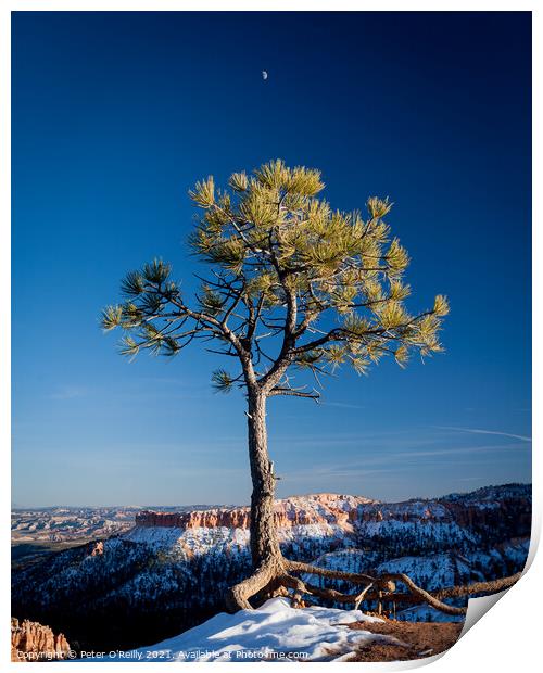 Pine Tree and the Moon, Bryce Canyon Print by Peter O'Reilly