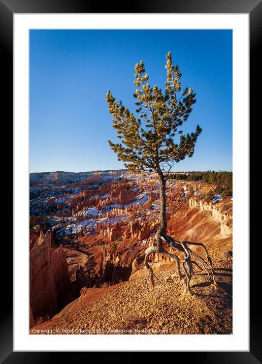 The Walking Tree Framed Mounted Print by Peter O'Reilly