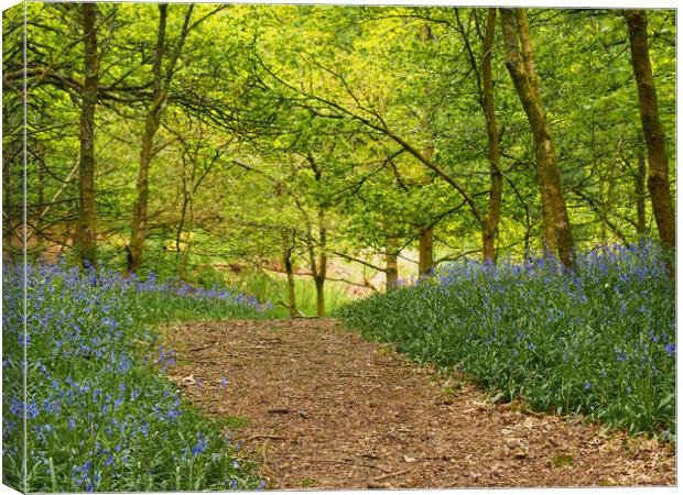 Bluebell Woods Canvas Print by Tommy Dickson