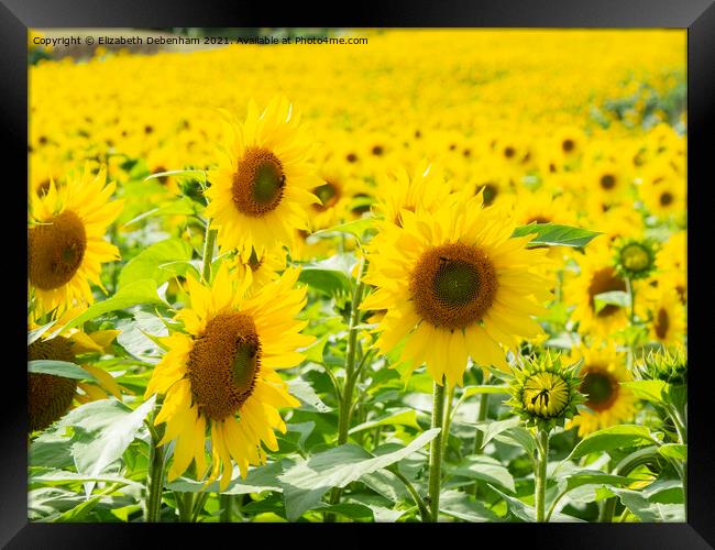 Field of Sunflowers 2 Framed Print by Elizabeth Debenham