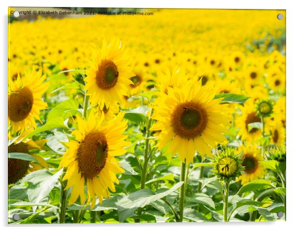 Field of Sunflowers 2 Acrylic by Elizabeth Debenham