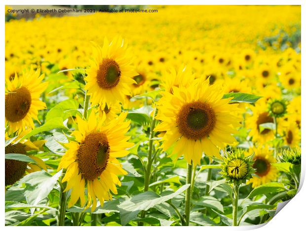 Field of Sunflowers 2 Print by Elizabeth Debenham