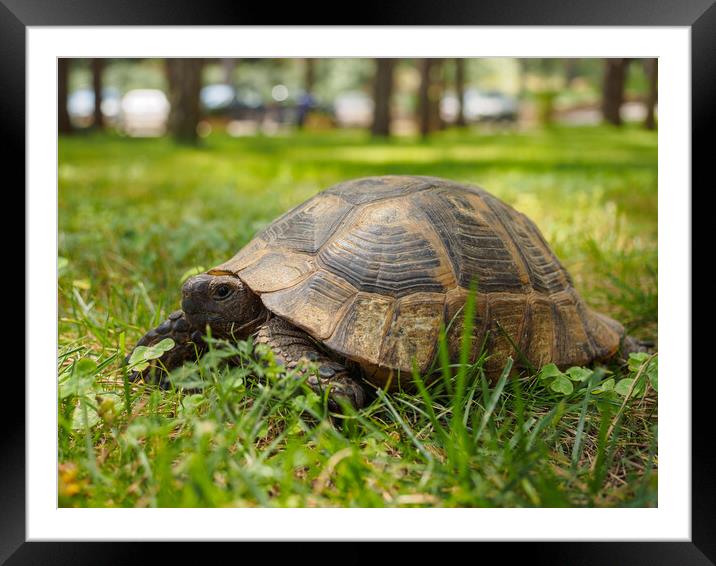 Tortoise. Framed Mounted Print by Tommy Dickson