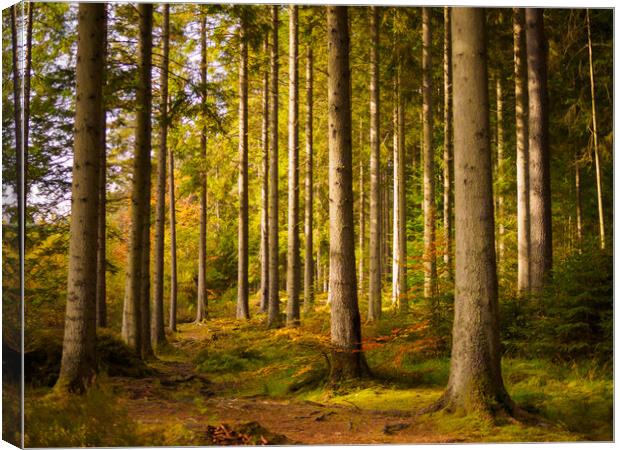 Birnam Wood, Perth And Kinross. Canvas Print by Tommy Dickson
