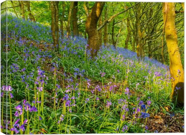 Bluebell woods. Canvas Print by Tommy Dickson
