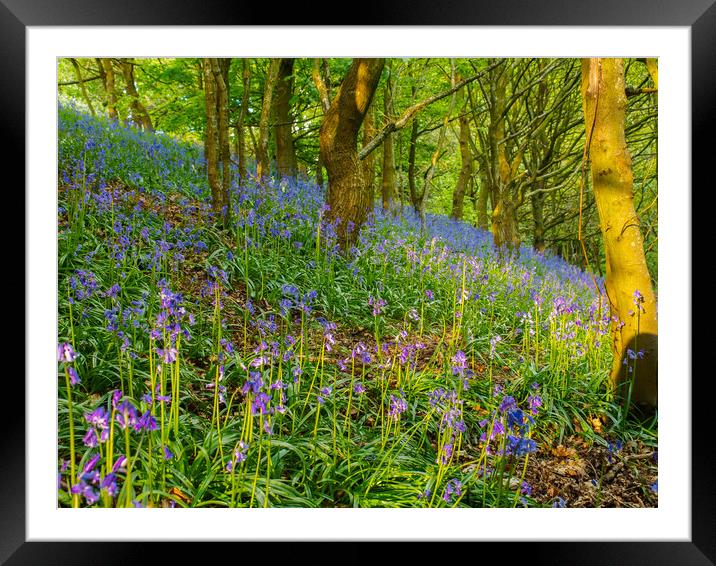 Bluebell woods. Framed Mounted Print by Tommy Dickson