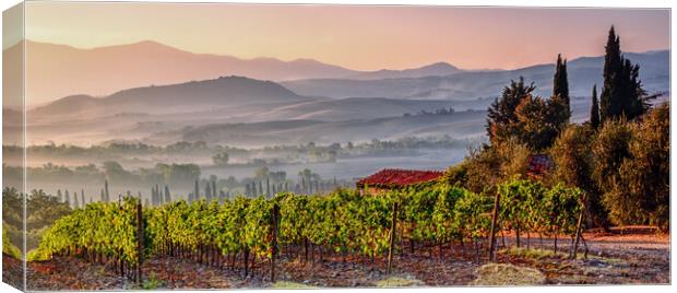 Montepulciano Vineyard at Sunrise Canvas Print by John Frid