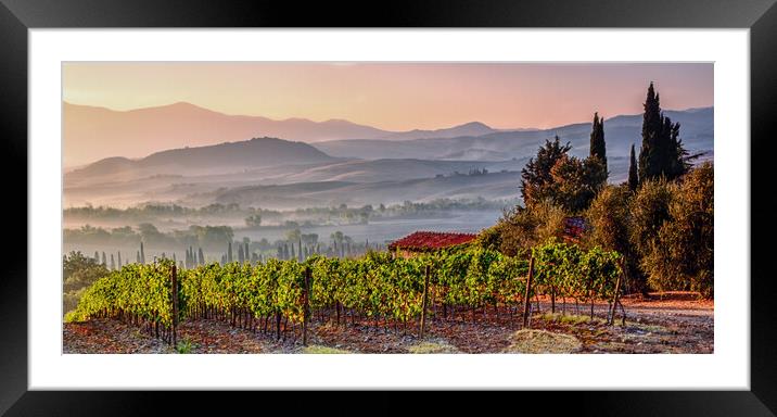 Montepulciano Vineyard at Sunrise Framed Mounted Print by John Frid