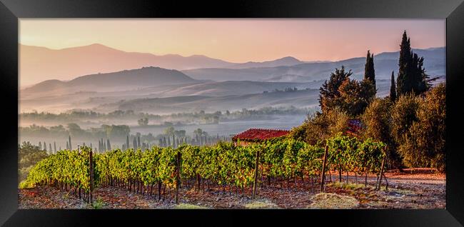 Montepulciano Vineyard at Sunrise Framed Print by John Frid
