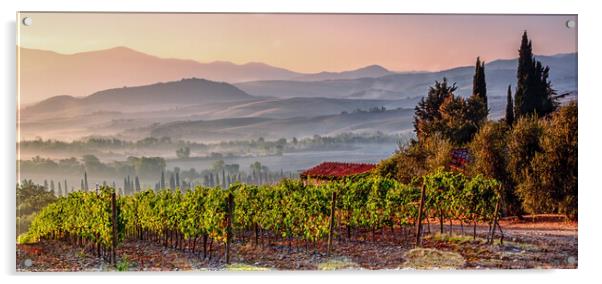 Montepulciano Vineyard at Sunrise Acrylic by John Frid