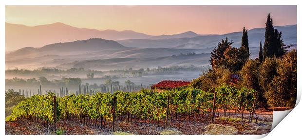 Montepulciano Vineyard at Sunrise Print by John Frid