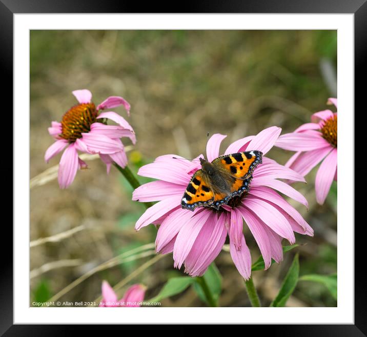 Small tortoiseshell butterfly on pink flower Framed Mounted Print by Allan Bell