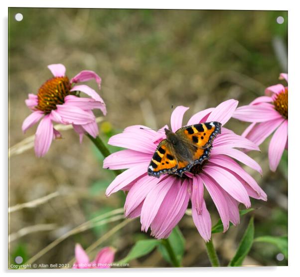 Small tortoiseshell butterfly on pink flower Acrylic by Allan Bell