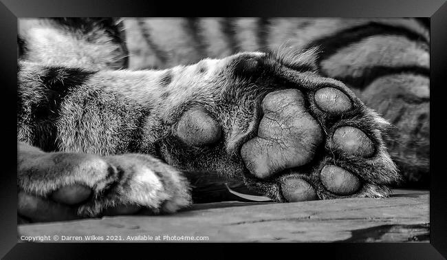 Your Tiger Feet Framed Print by Darren Wilkes