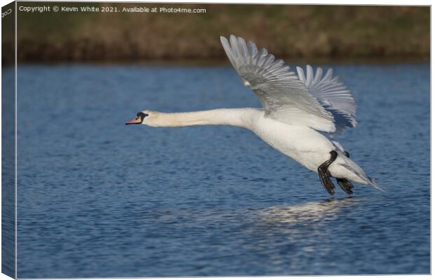 White Swan about to land Canvas Print by Kevin White