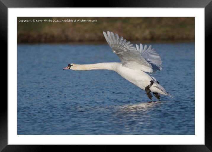 White Swan about to land Framed Mounted Print by Kevin White