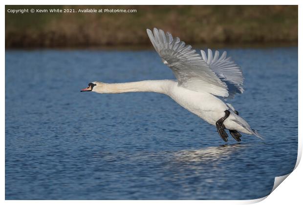 White Swan about to land Print by Kevin White