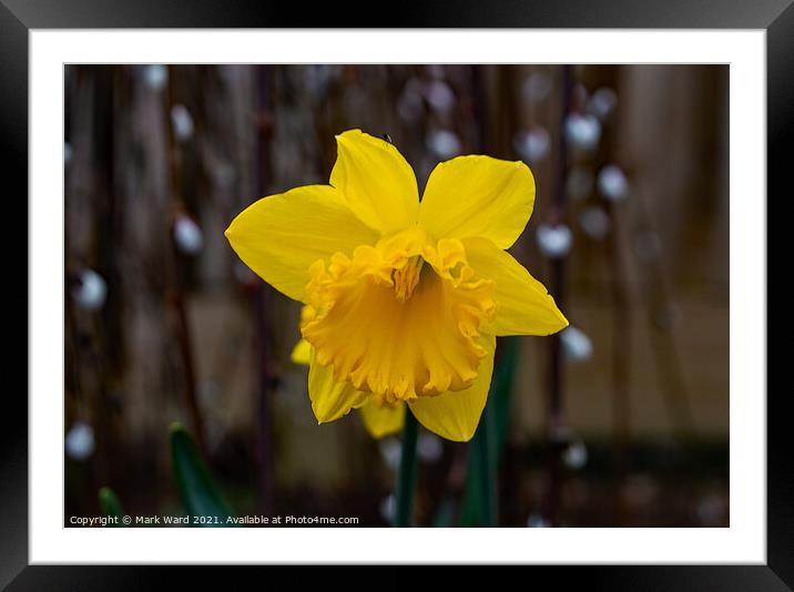 Daffodil Bloom Framed Mounted Print by Mark Ward