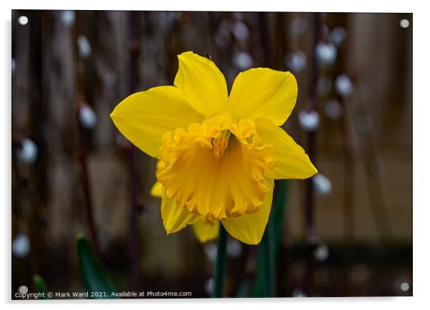 Daffodil Bloom Acrylic by Mark Ward