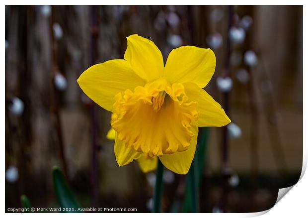 Daffodil Bloom Print by Mark Ward