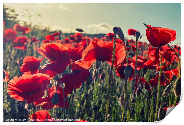 Poppies in the summer sunshine Print by Jim Monk