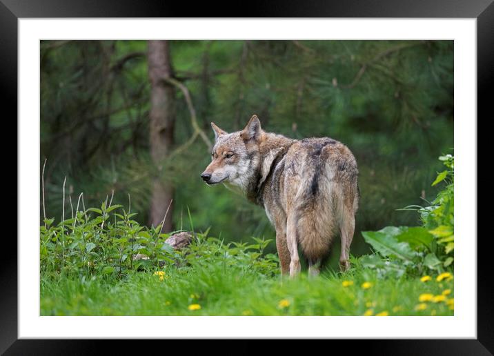 Wolf in Pine Forest Framed Mounted Print by Arterra 