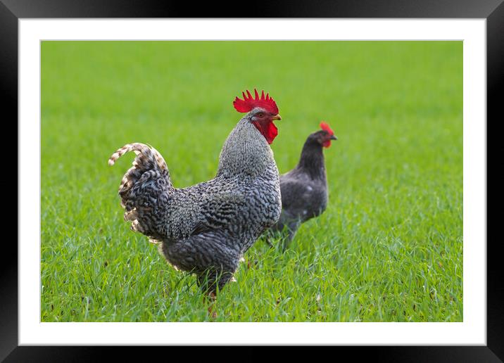 Plymouth Rock Cock and Hen Framed Mounted Print by Arterra 