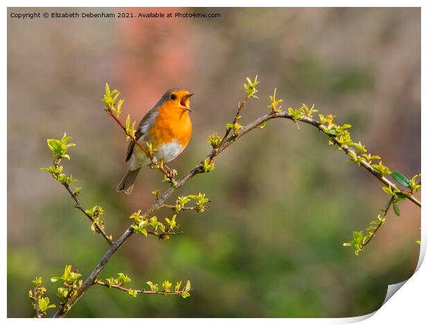 Singing Robin Print by Elizabeth Debenham