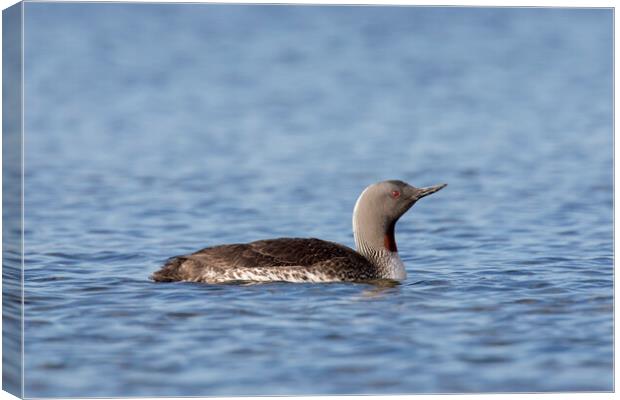 Red-throated Diver Canvas Print by Arterra 