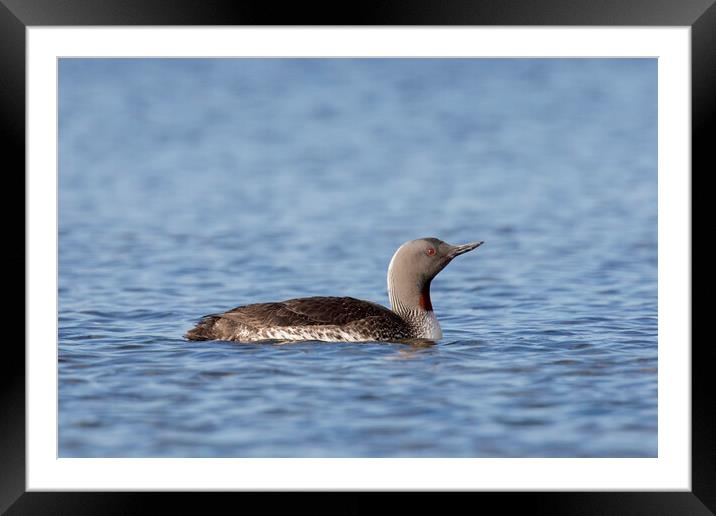 Red-throated Diver Framed Mounted Print by Arterra 