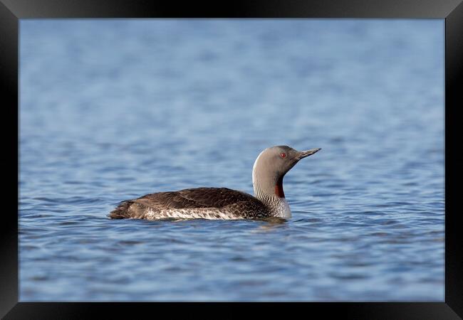 Red-throated Diver Framed Print by Arterra 