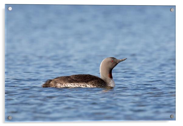 Red-throated Diver Acrylic by Arterra 