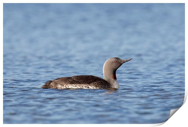 Red-throated Diver Print by Arterra 