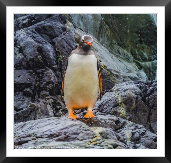 Gentoo Penguin Paradise Bay Skintorp Cove Antarctica Framed Mounted Print by William Perry