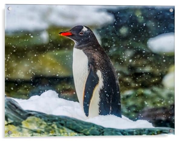 Gentoo Penguin Paradise Bay Skintorp Cove Antarctica Acrylic by William Perry