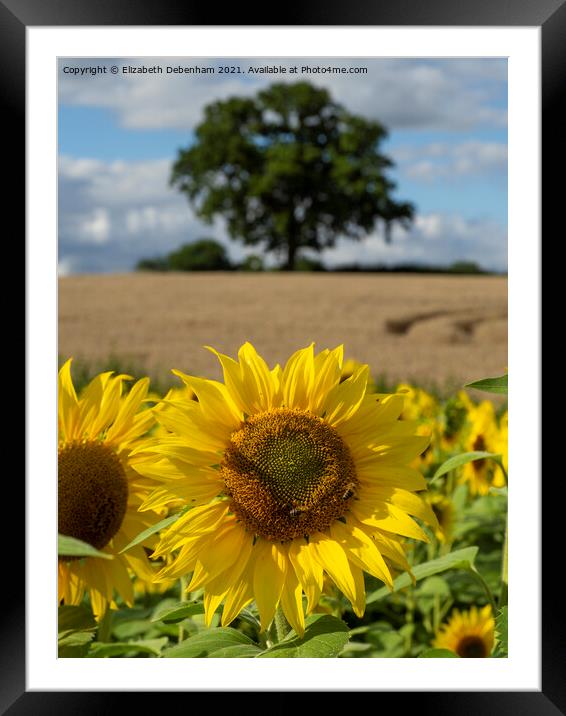 Sunflower Field Framed Mounted Print by Elizabeth Debenham
