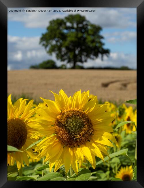 Sunflower Field Framed Print by Elizabeth Debenham