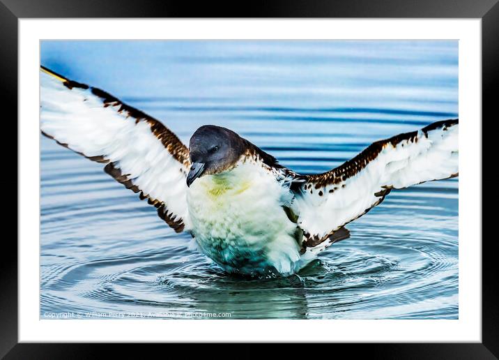 Cape Petrel Pintado Stretching Wings Paradise Bay Antarctica Framed Mounted Print by William Perry