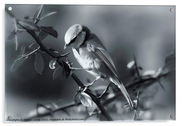 Blue Tit - Toned Acrylic by Trevor Camp