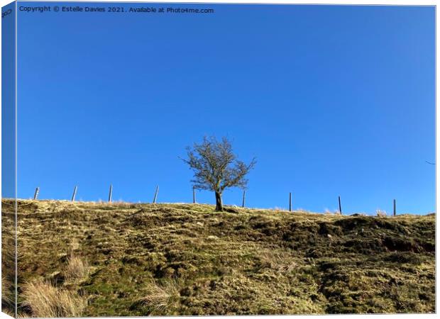 Simple Tree in Brecon. Canvas Print by Estelle Davies