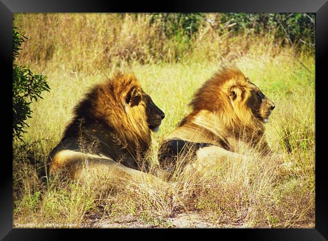 Two Male Lions chilling in the sun Framed Print by Nathalie Hales