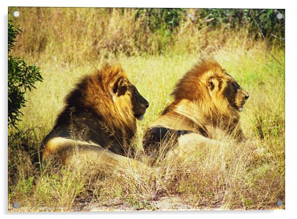 Two Male Lions chilling in the sun Acrylic by Nathalie Hales