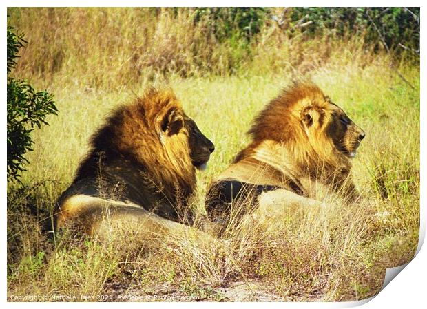 Two Male Lions chilling in the sun Print by Nathalie Hales