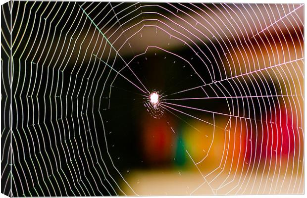 Spiderweb Canvas Print by Robinson Thomas