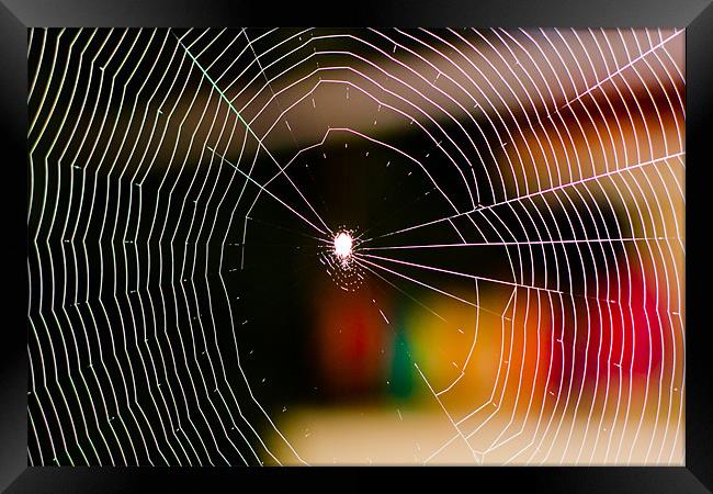 Spiderweb Framed Print by Robinson Thomas