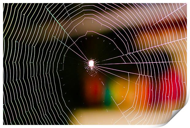 Spiderweb Print by Robinson Thomas