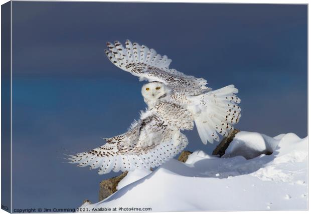 Snowy Owl takes Flight Canvas Print by Jim Cumming