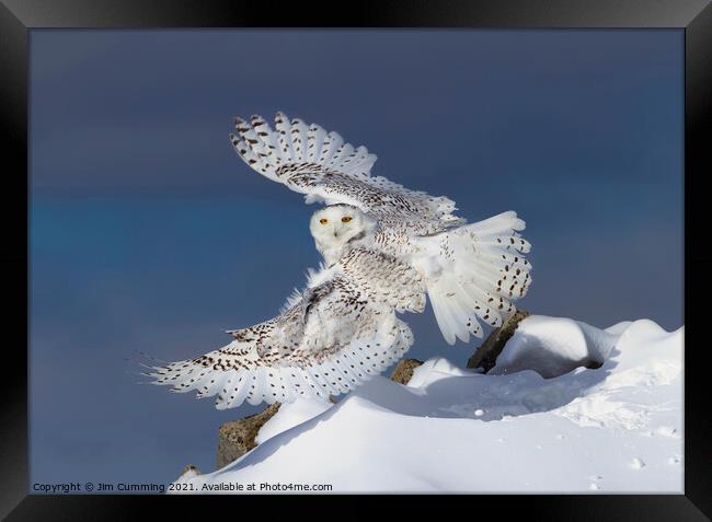 Snowy Owl takes Flight Framed Print by Jim Cumming