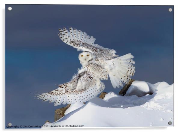 Snowy Owl takes Flight Acrylic by Jim Cumming